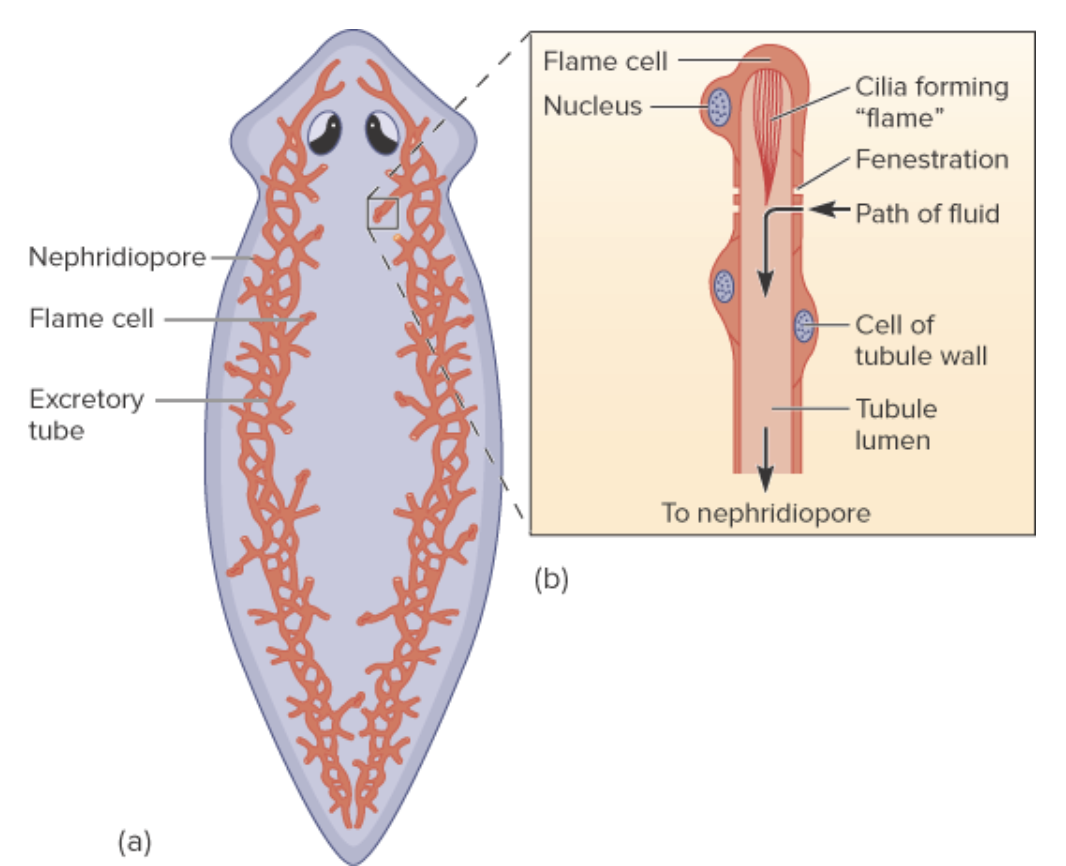 <p>Tubellarians:</p><p>excretion = have protonephridia, a collection of cells forming a long tubule</p><ul><li><p>cells make up tubule wall, and absorb nutrients that are needed from the passing water</p></li><li><p>water enters through fenestrations</p></li><li><p>the flame cell is at the end, and has a tuft of cilia, which beats around to beat water down the tubule. This creates negative pressure, drawing more water in.</p></li><li><p>excess water (waste) pushed through to nephridiopore to be excreted</p></li></ul><p></p><p>vs. cnidarians have no specialized excretion system; waste just diffuses out.</p><p></p><p>Nervous system = have 2 main lateral nerve cords, connected with horizontal commisure brances, which often come together on one end to form a cerebral ganglia (like a brain)</p><ul><li><p>some can be net like instead of lateral cmmisure</p></li><li><p>sensory (input stimulus) and motor nerves present (effect response to stimulus)</p></li></ul><p></p><p>vs. cnidarians have a nerve net, with no cerebral ganglia or cephalization.</p><p></p>