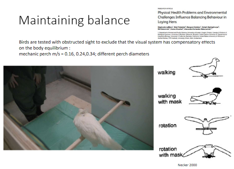 <p><strong>Testing</strong><br>āBirds tested with <strong>obstructed sight</strong> to exclude <strong>visual compensation</strong> for body equilibrium</p><p><strong>Perch Trials</strong><br>āMechanic perch velocities: <strong>0.16, 0.24, 0.34 m/s</strong><br>āTested with <strong>different perch diameters</strong></p><p><strong>Key Point</strong><br>āBalance in birds relies on multiple sensory inputs, not just vision</p>