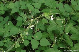 <p><span>Amphicarpaea bracteata</span></p>