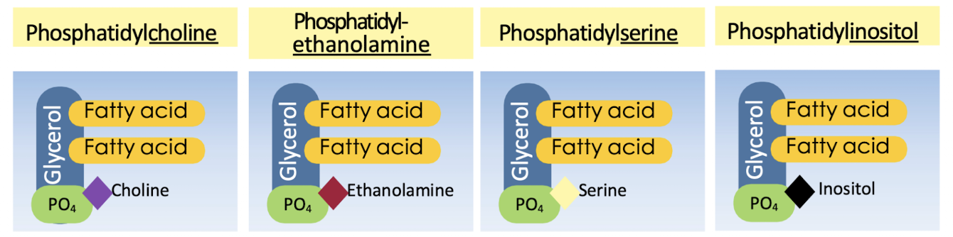 <p>glycero-phospholipid structure</p><ul><li><p>glycerol + phosphate + 2 FAs + <em>compound</em></p><ul><li><p><span style="background-color: transparent;"><em>Choline</em> - <strong>phosphatidylcholine</strong> (most common)</span></p></li><li><p><span style="background-color: transparent;"><em>Ethanolamine</em> - <strong>phospatidyl-ethanolamine </strong></span></p></li><li><p><span style="background-color: transparent;"><em>Serine</em> - <strong>phosphatidylserine</strong></span></p></li><li><p><span style="background-color: transparent;"><em>Inositol</em> - <strong>phosphatidylinositol</strong></span></p></li></ul></li></ul><p></p>