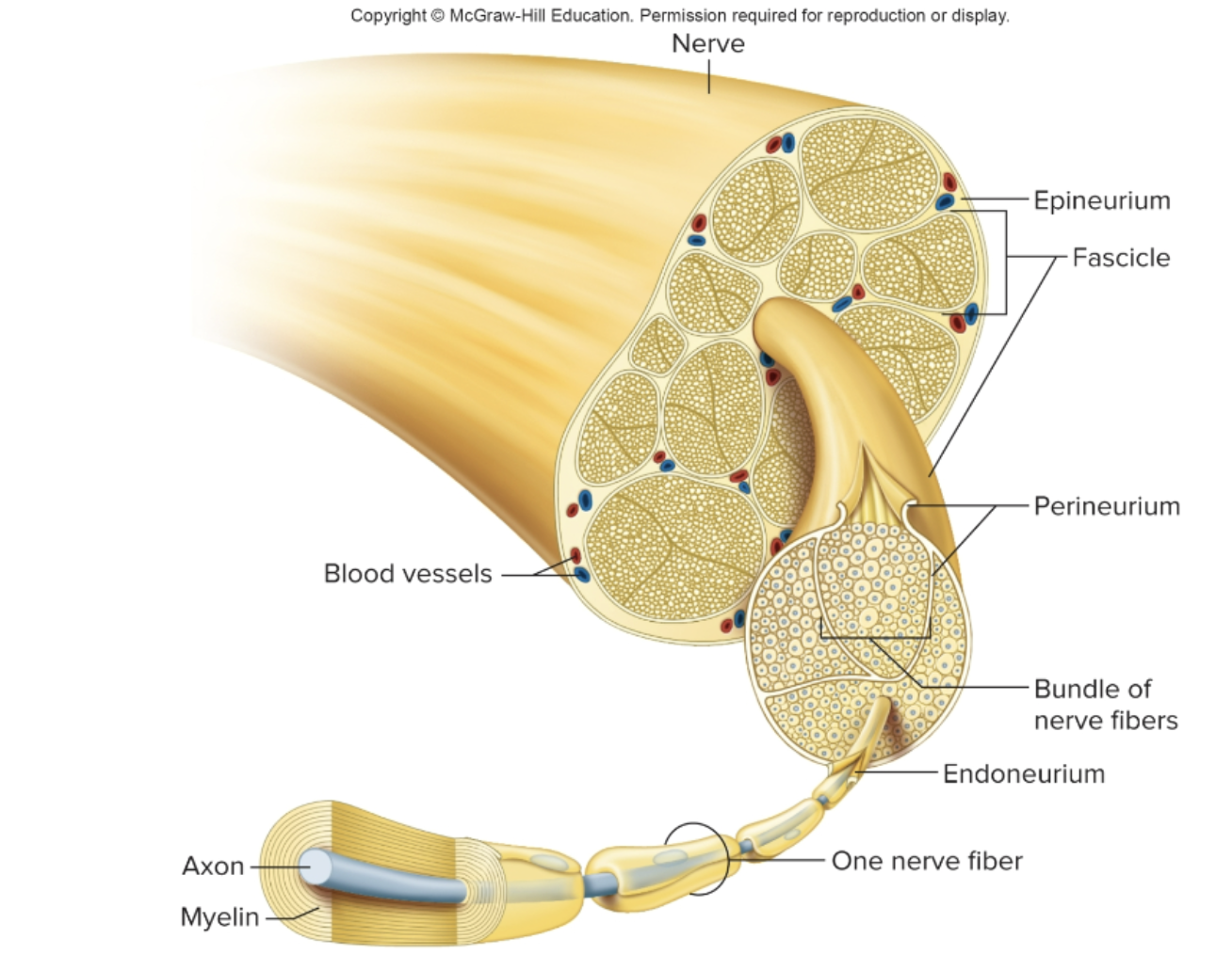 <p>What is endoneurium? </p>