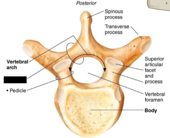 <p>Part of the vertebrae?</p>