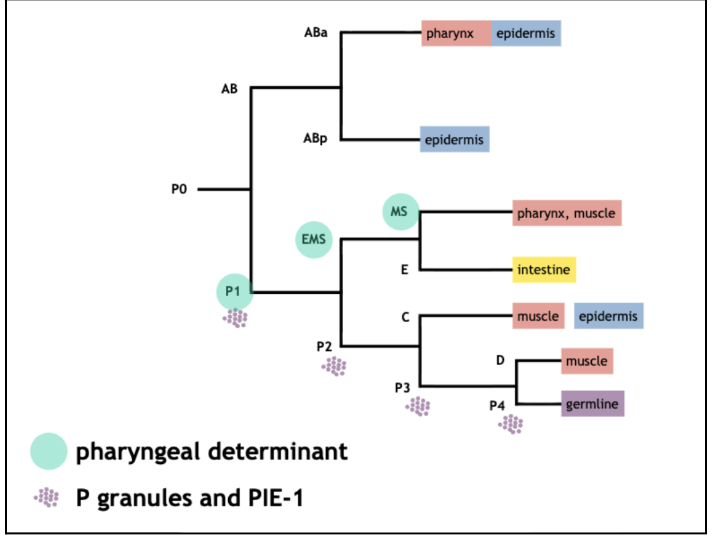 <ul><li><p><span style="background-color: transparent;">Regulated by the </span><span>partitioning of cell fate determinants</span><span style="background-color: transparent;">&nbsp;</span></p></li><li><p><span>P-granules</span><span style="background-color: transparent;"> and </span><span>Pie-1</span><span style="background-color: transparent;"> in </span><span>P1, P2, P3, P4&nbsp;</span></p></li><li><p><span>Pharyngeal determinant</span><span style="background-color: transparent;"> in </span><span>P1, EMS, MSi</span></p></li></ul><p></p>