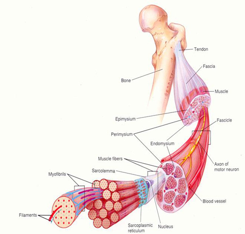 <p>What is epimysium?</p>