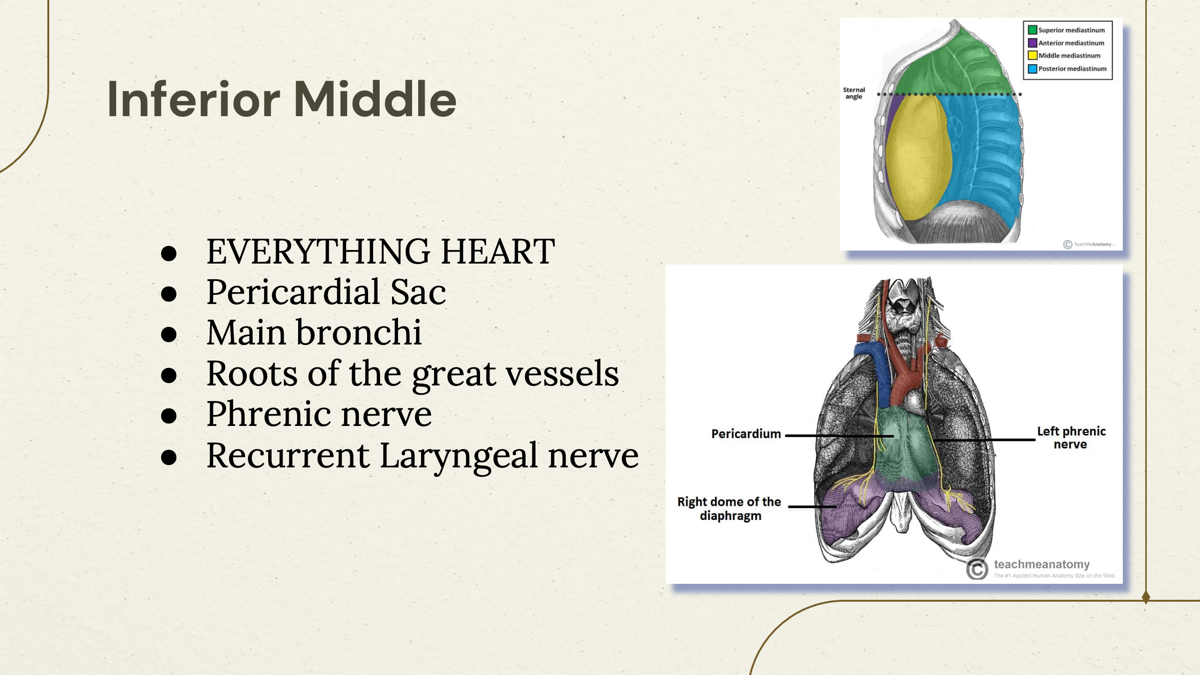 <p>Everything heart, Pericardial sac, Main Bronchi, Roots of great vessels, Phrenic nerve, Recurrent Laryngel nerve.  </p>