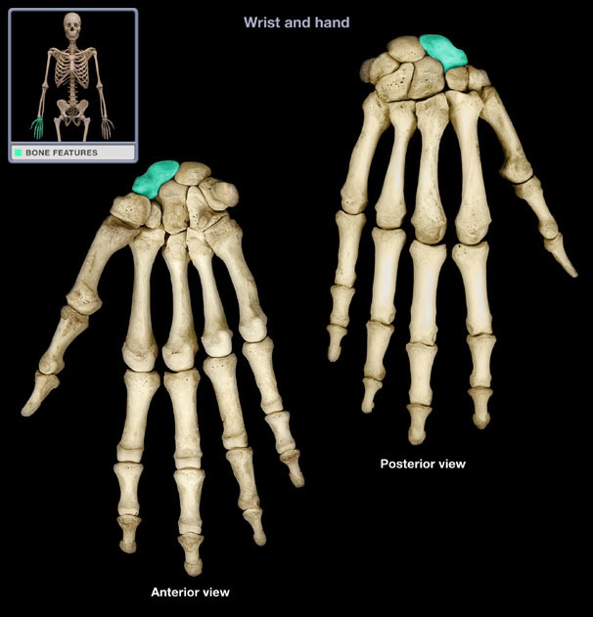 <p>Links the proximal &amp; distal carpal rows</p><p>-important for stability</p><p>-MOST MOTION of carpal bones during wrist flexion/extension</p><p>**Source of COMMON wrist injuries</p>