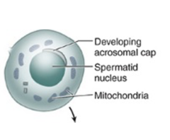 <p>What happens to the centrioles during the Golgi phase?</p>