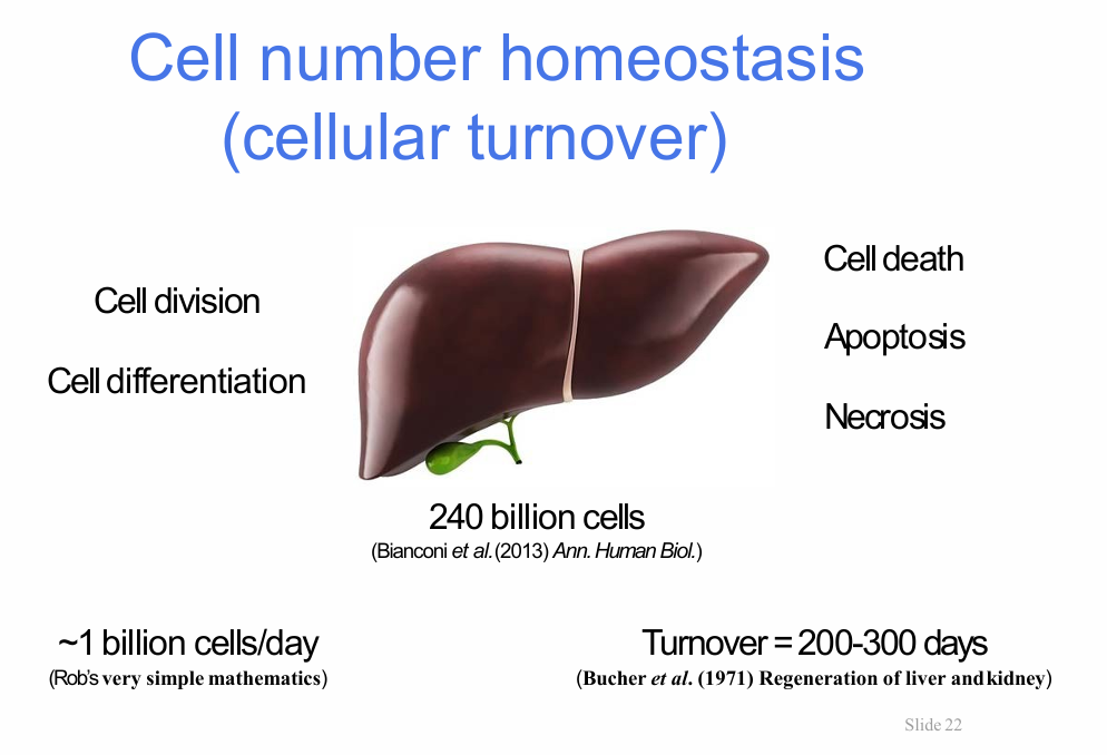 <p>What is cell-number homeostasis?</p>