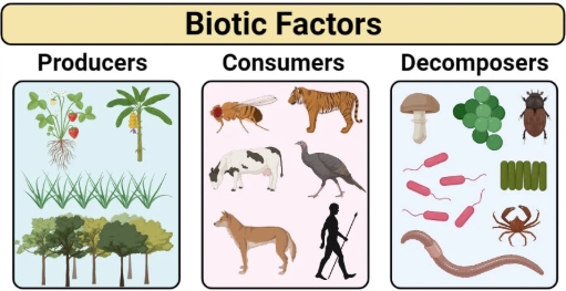 <p>Biotiska faktorer</p>