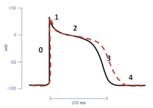 <ul><li><p><strong>Prolong repolarization</strong></p></li><li><p>Increase AP duration</p></li><li><p>Longer refractory periods, no effect on conduction velocity</p></li><li><p>Blocks reentry</p></li><li><p>Amiodarone, sotalol, dronedarone, ibutilide, dofetilide</p></li></ul><p></p>