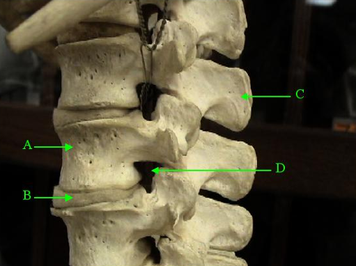 <p>Identify the opening labelled D. </p>