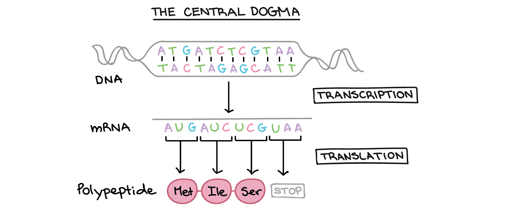 <p>DNA synthesis (replication) - RNA synthesis (transcription) - Protein synthesis (translation)</p>