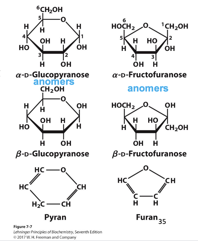 <p>The <strong>new chiral carbon</strong> formed from the former carbonyl carbon during ring formation. Highlights that cyclization <strong>creates a new stereocenter at the anomeric carbon</strong>.</p>