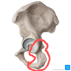 <p>the lowest portion of the hip bone, connects to the pubic symphysis</p>
