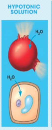<p>it swells and maybe bursts. </p>