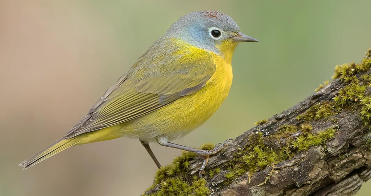 <p>Nashville Warbler</p>