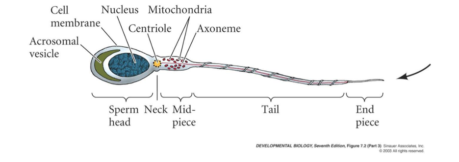 <p>The sperm head</p><p>Midpiece</p><p>Tail</p>