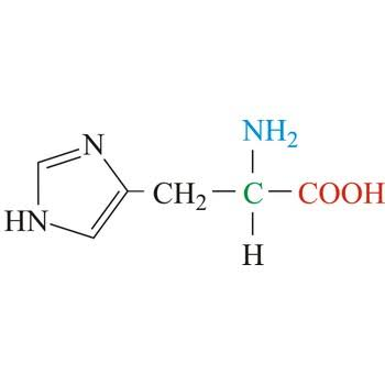 <ul><li><p>Electrically charged side chains</p></li><li><p>Hydrophilic</p></li><li><p>Basic (positively charged)</p></li></ul><p></p>