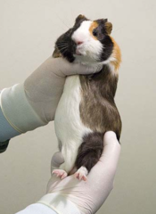 <p>Review proper restraint of a guinea pig!</p>