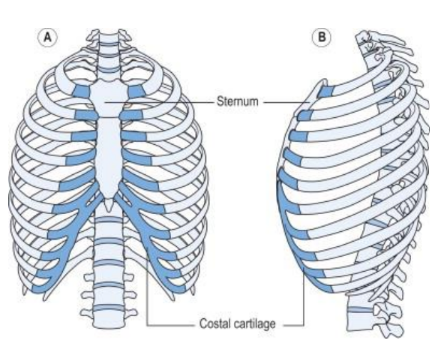 <p>vertebra > (costovertebral/transverse joints) > costal cartilage (sternocostal) > sternum</p>