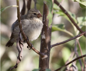 <ul><li><p><em>Geospiza parvula </em></p></li><li><p>least concern</p></li><li><p>these finches are small and have distinctive short, curved beaks which they use to mostly feed on insects </p></li></ul><p></p>