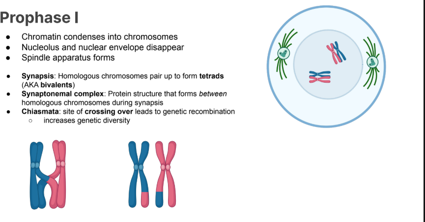 <p>Protein structure that forms between homologous chromosomes during synapsis</p>