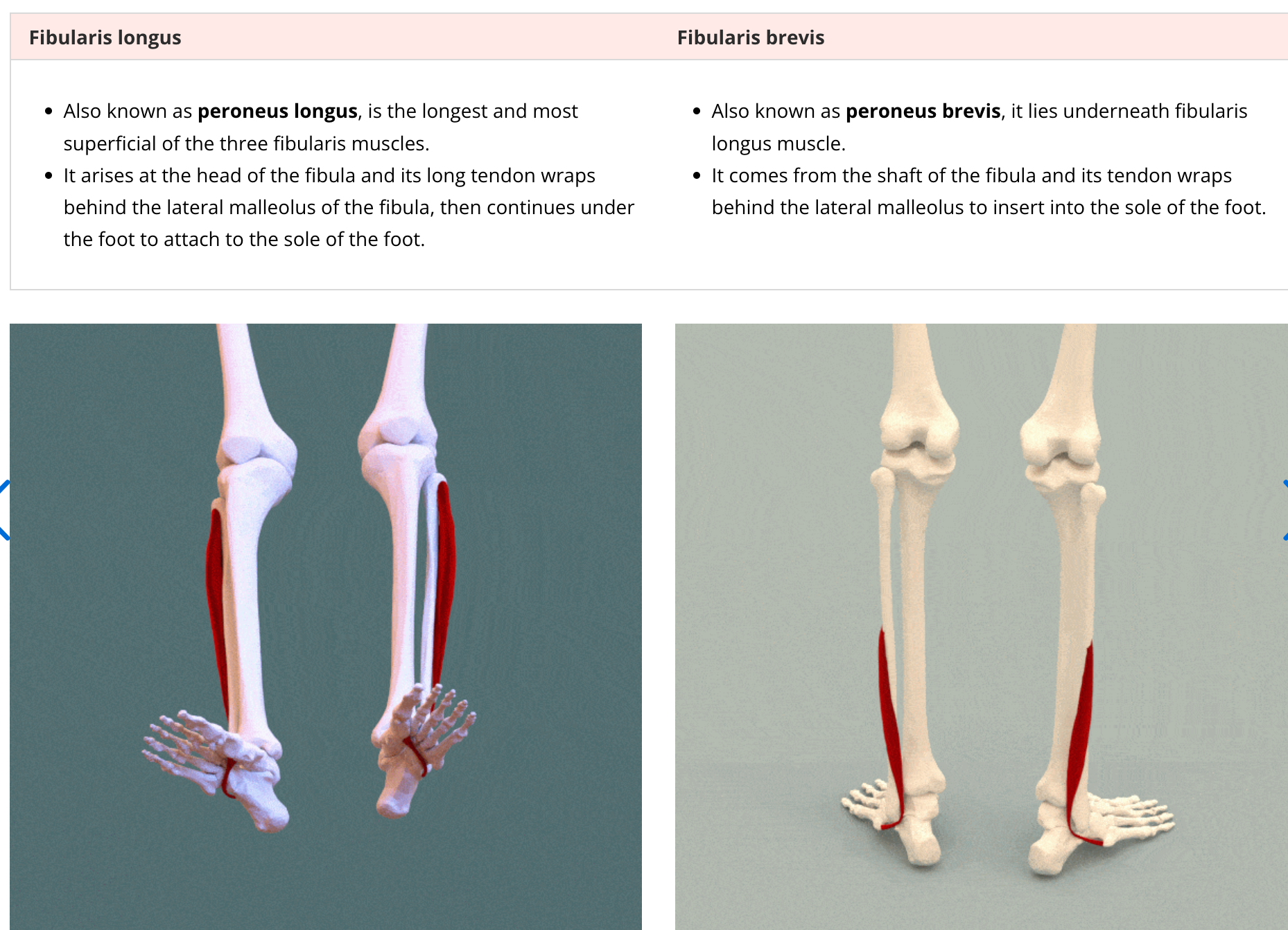 <p>Eversion and plantarflexion</p><p>Fibularis longus and fibularis brevis</p>