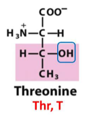 <p>Thr, T, pKa= 13, Uncharged Polar R Group</p>