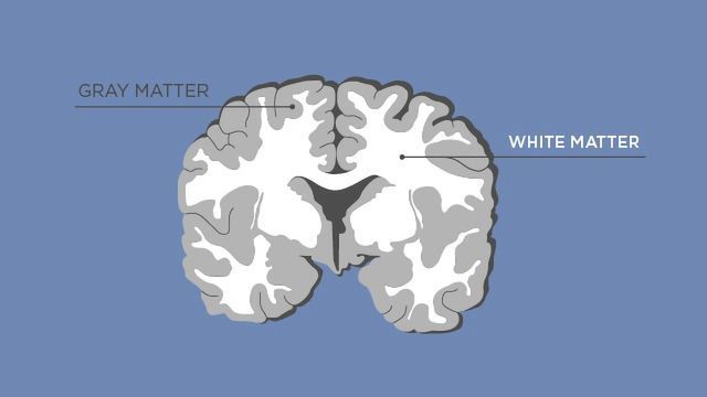 <p>What is gray matter?</p>
