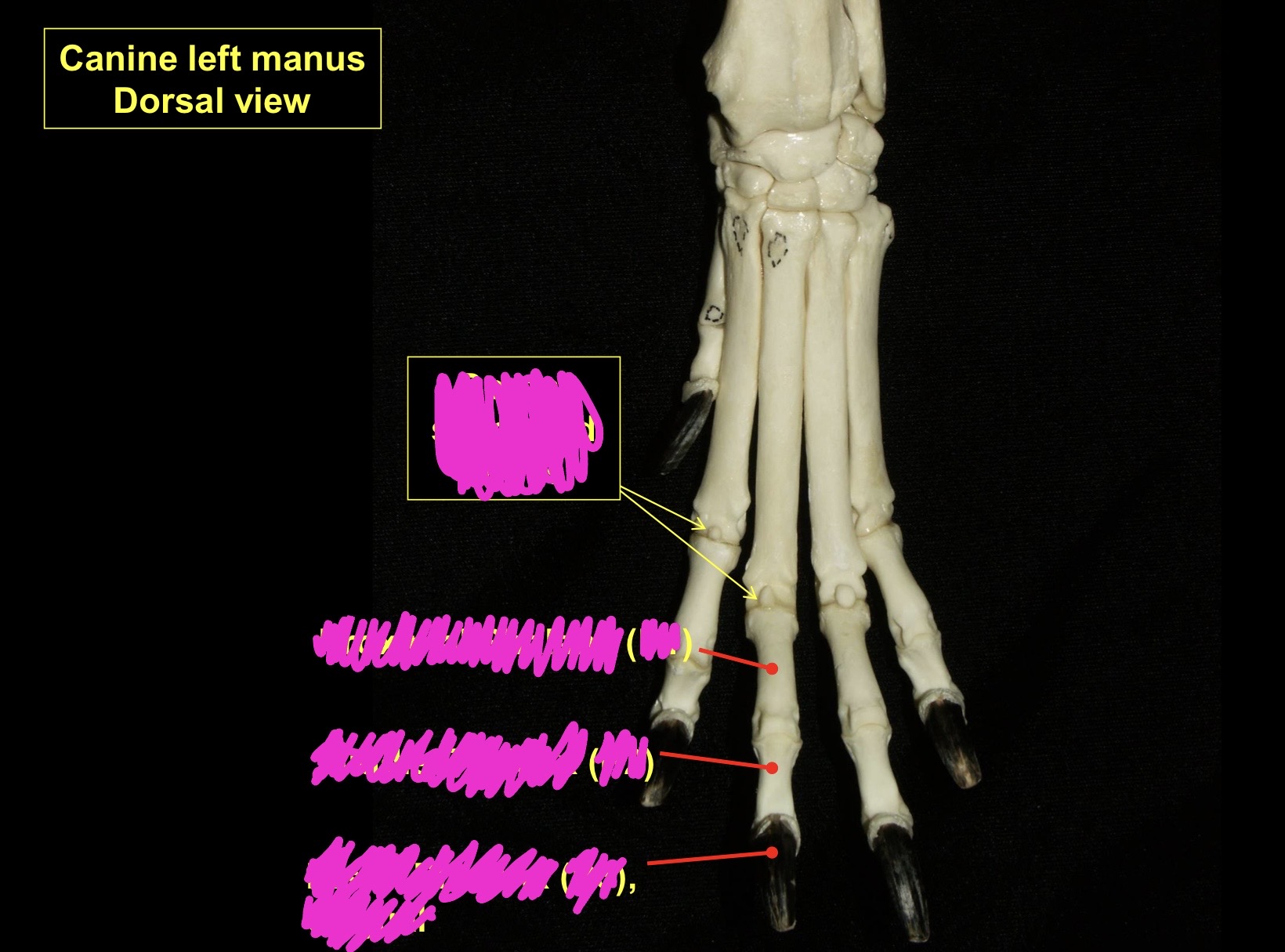 term image