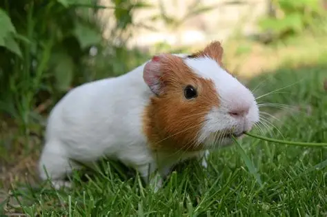 <p>Guinea pig</p>