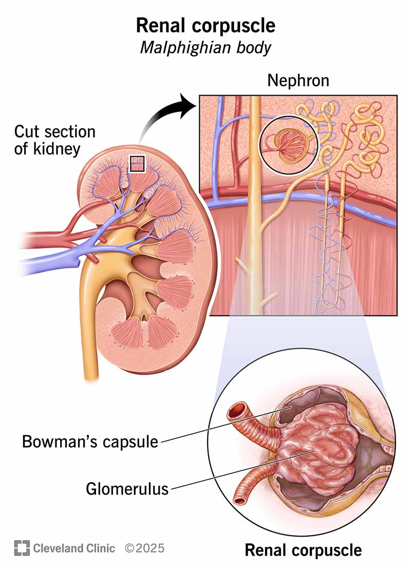 <p>Glomerular capillary</p>