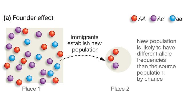 <p>A new population is formed (“founded”) with different allele frequencies</p><p>Random immigration of individuals means the new population has different allele frequencies.</p>