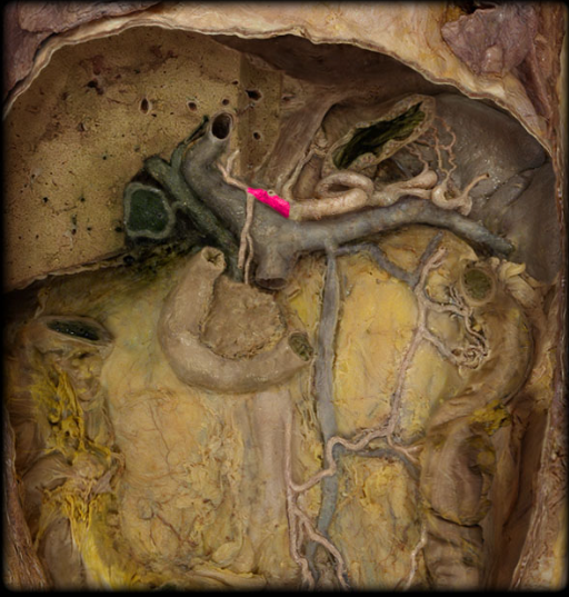 <p>branch of celiac trunk</p>