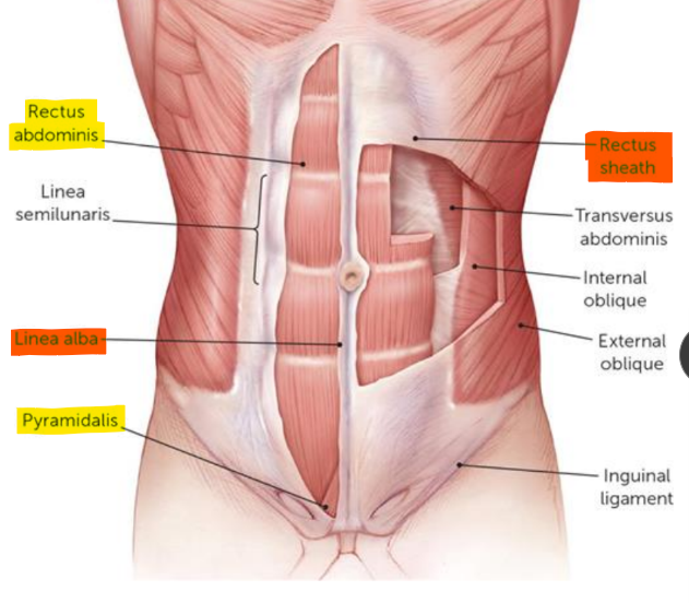 <ul><li><p><u>rectus abdominus</u></p></li><li><p><u>rectus sheath</u></p><ul><li><p><u>pyramidalis </u>(within sheath, triangle at bottom tense linea alba)</p></li></ul></li></ul><p></p>