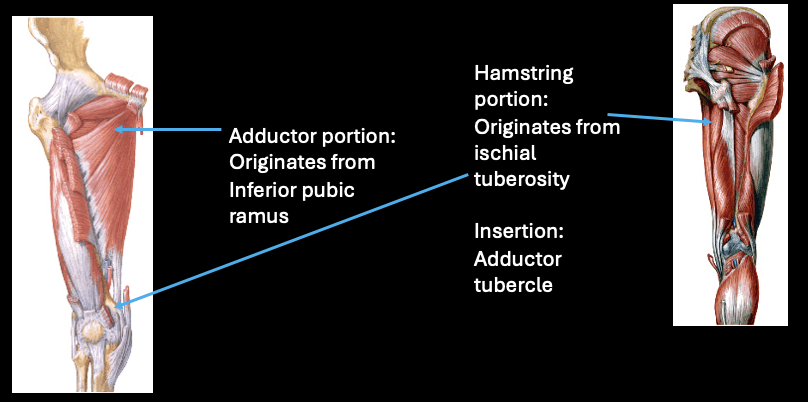 <p><u>-Adductor portion:</u>&nbsp;Originates from Inferior pubic ramus; Insertion=Linea aspera; obturator n</p><p><u>-Hamstring portion: </u>Originates from ischial tuberosity; Insertion= Adductor tubercle; tibial n</p><ul><li><p>forms adductor hiatus (where femoral a → popliteal a)</p></li></ul><p></p>