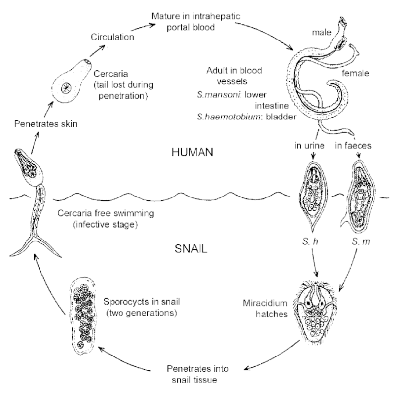 <p><strong>Rysunek <em>Schistosoma haematobium</em> – zaznaczyć fałszywe zdanie</strong></p>