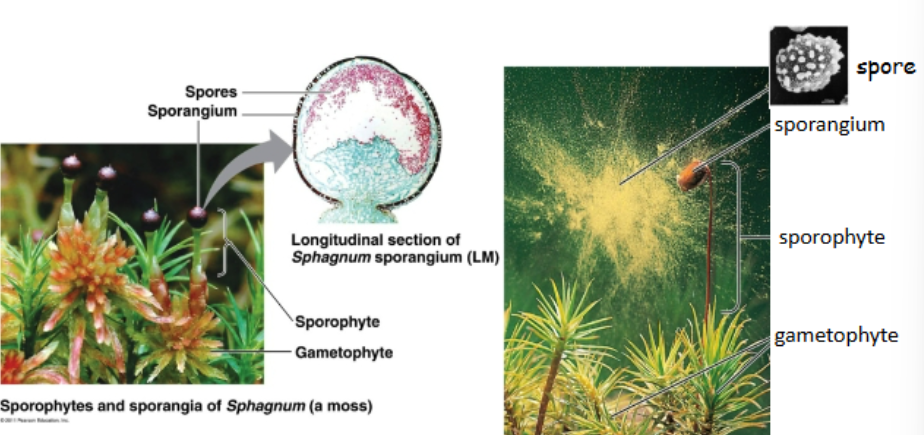 <p>-dispersal thru air: sporopollenin protects</p><p>-made within multicellular sporangium </p>