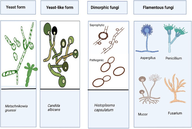 <p>1) kvasinky</p><p>2) vláknité houby</p><p>3) dimorfní houby</p>