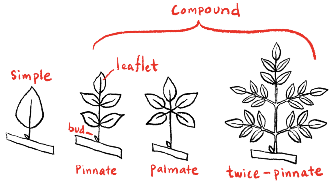 <p><strong>Simple leaf</strong></p><p><strong>Leaf with one undivided blade.</strong></p>
