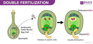 <p>1 Sperm→ Zygote</p><p>1 Sperm→endosperm (food)</p>