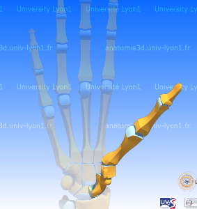 <p>Thumb</p>