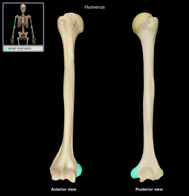 <p>raised area on or above a condyle</p>
