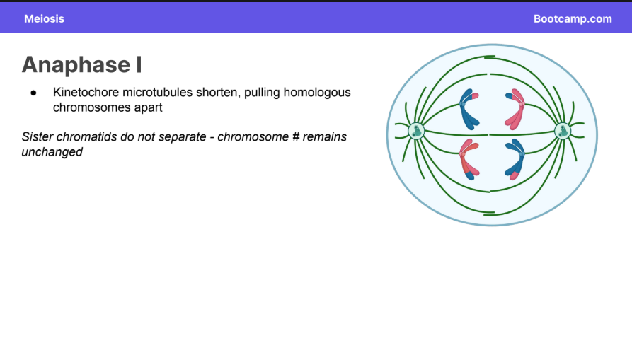 <ul><li><p>Kinetochore microtubules shorten, pulling homologous chromosomes apart</p></li></ul><p></p><ul><li><p>Sister chromatids do not separate - chromosome # remains unchanged</p></li></ul><p></p>