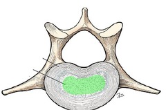<p>What structure is labelled?</p>