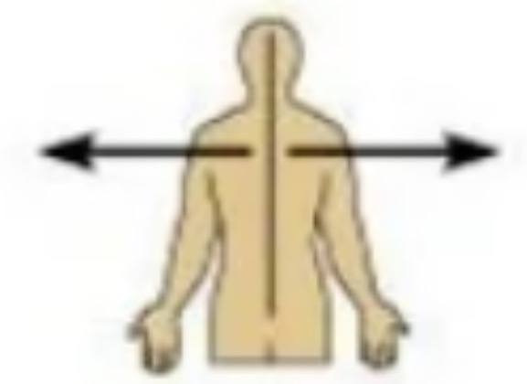 <p>which directional term is this?</p>