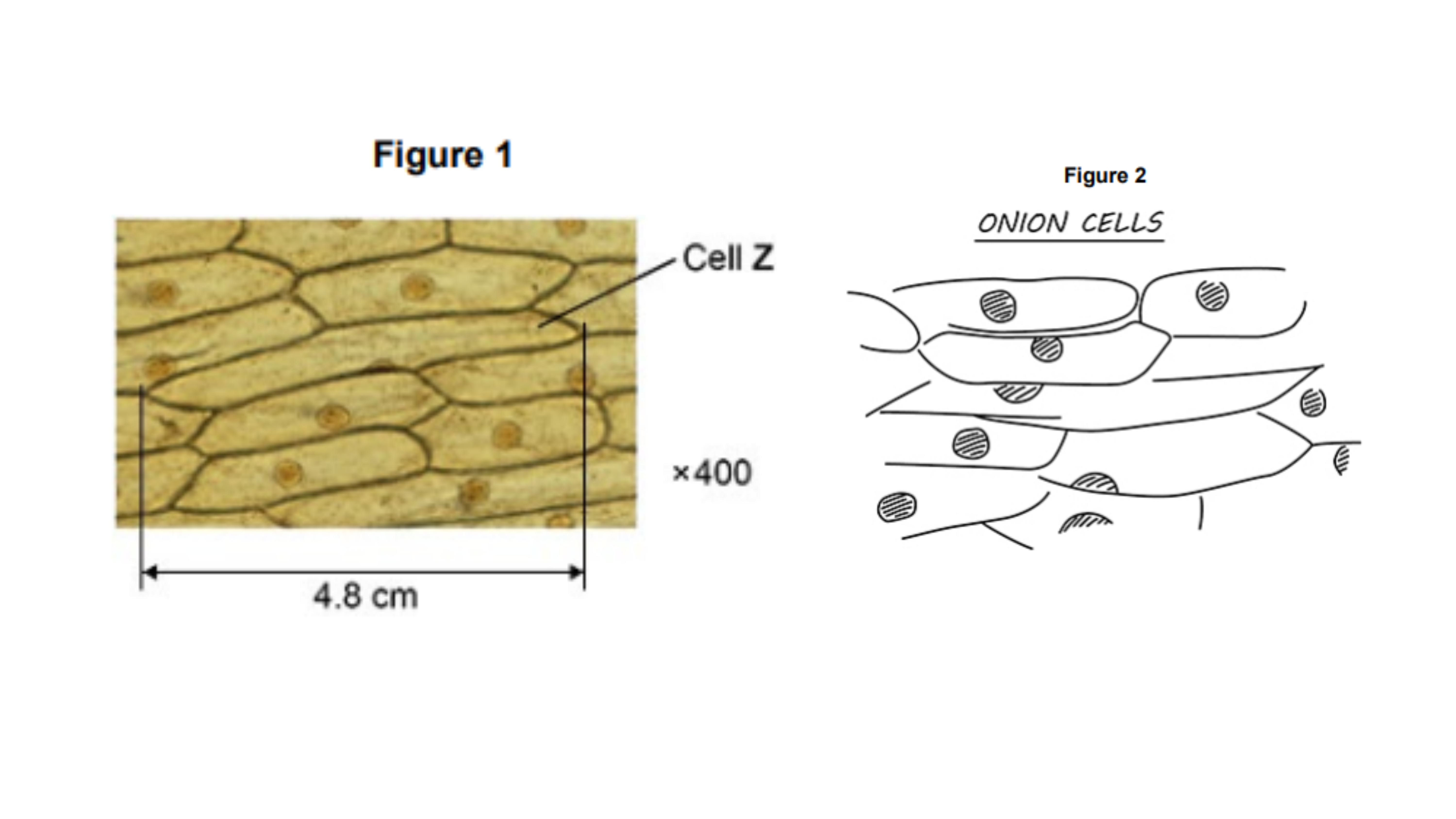 <p>A student prepared some onion cells. </p><p>The student viewed the onion cells using a light microscope.</p><p><strong>Figure 1</strong> shows what the student saw under the microscope at a magnification of ×400.</p><p><strong>Figure 2</strong> shows the student’s drawing of <strong>Figure 1</strong>.</p><p>Give two ways the student could improve the drawing in <strong>Figure 2</strong>.</p>
