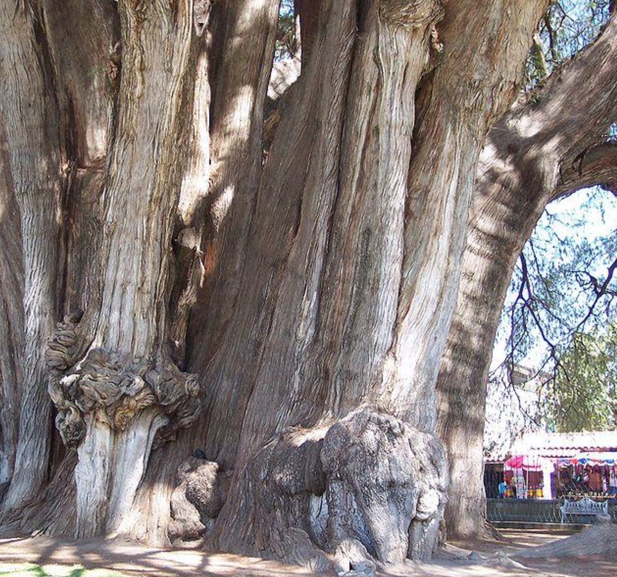 <p>&nbsp;It was hypothesized that</p><p class="p2">the Tule tree was really</p><p class="p1">several trees that had</p><p class="p1">grown together. To test</p><p class="p1">this, botanists compared</p>