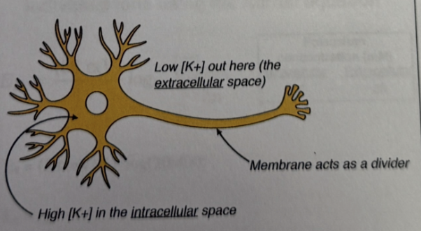 <ul><li><p>High [K+] in the intracellular space</p></li><li><p>Low [K+] out in extracellular space</p></li></ul><p></p>