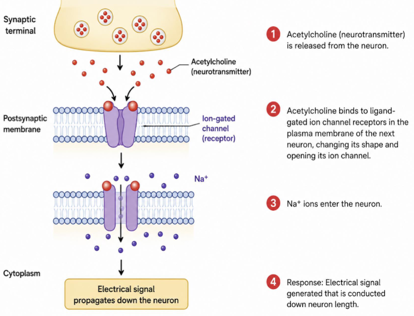 <ul><li><p>Ligand binding changes channel conformation.</p></li><li><p>The channel opens or closes.</p></li><li><p>Ion flow changes membrane potential or cellular activity.</p></li><li><p>These receptors are important in synaptic signaling</p></li></ul><p></p>